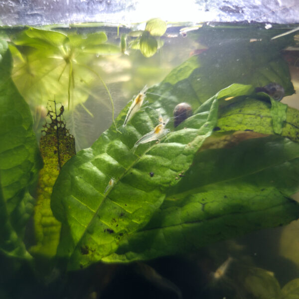 Neocaridina palmata "White Pearl"