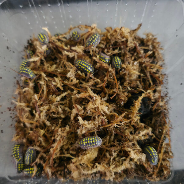 Armadillidium gestroi