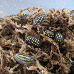Armadillidium gestroi