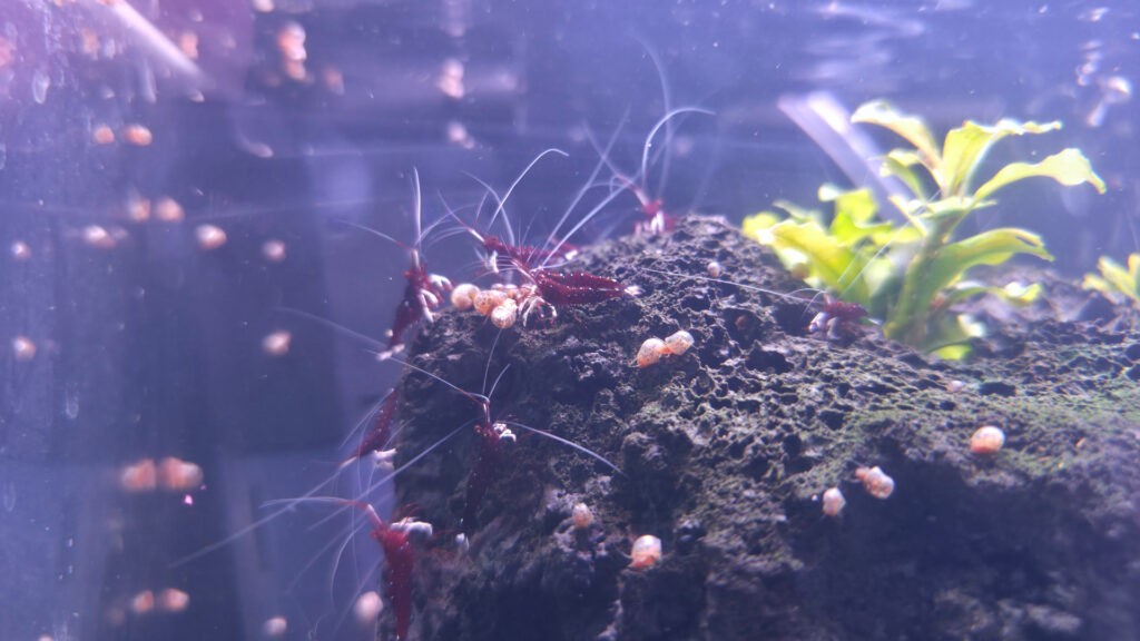 Sulawesi Aquarium für Caridina dennerli