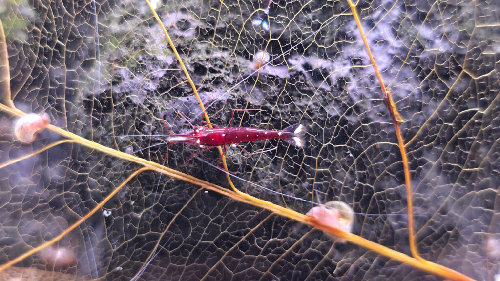 Caridina dennerli rote Garnele mit weißen Punkten