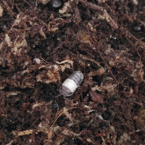 Cubaris sp. "Panda King"