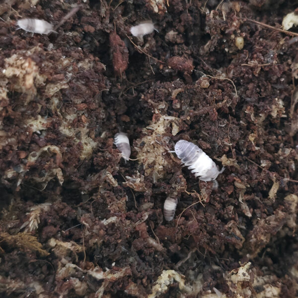 Cubaris sp. "Panda King"