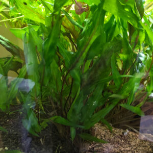 Cryptocoryne sp. (vermutlich wendtii "Green")