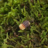 Cubaris sp. "Rubber Ducky"