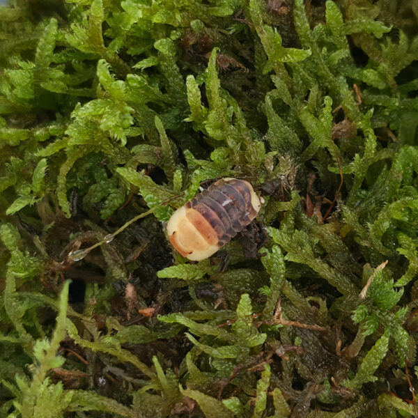 Cubaris sp. "Rubber Ducky"