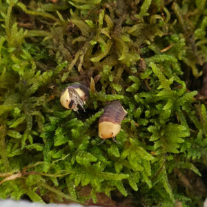 Cubaris sp. "Rubber Ducky"