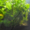 Schismatoglottis prietoi