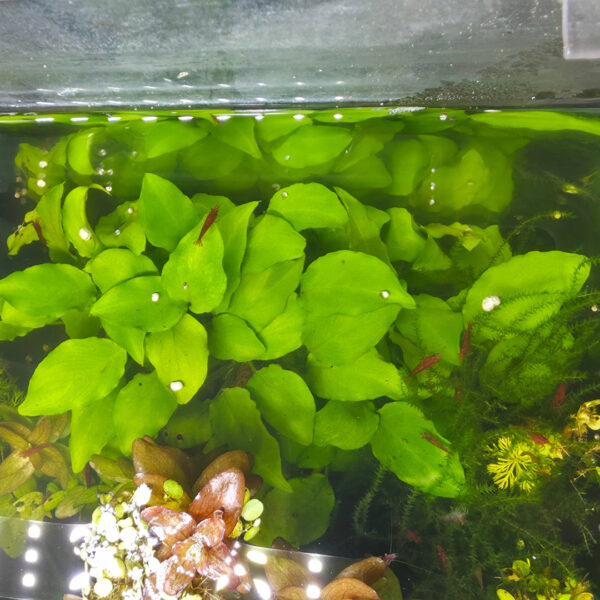 Schismatoglottis prietoi