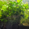 Schismatoglottis prietoi