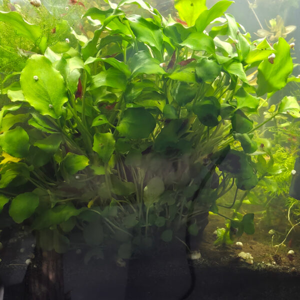 Schismatoglottis prietoi