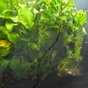 Schismatoglottis prietoi
