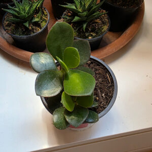 Crassula ovata (Geldbaum)