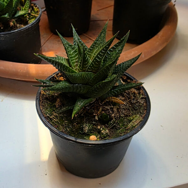 Haworthia limifolia