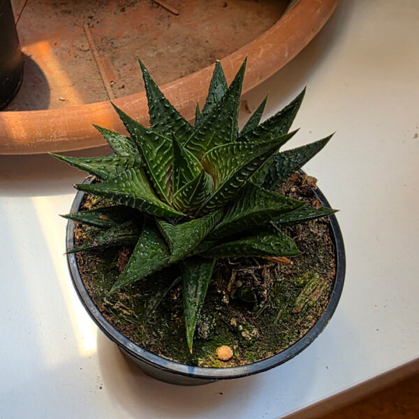 Haworthia limifolia