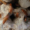 Shelfordella lateralis (Schokoschabe)