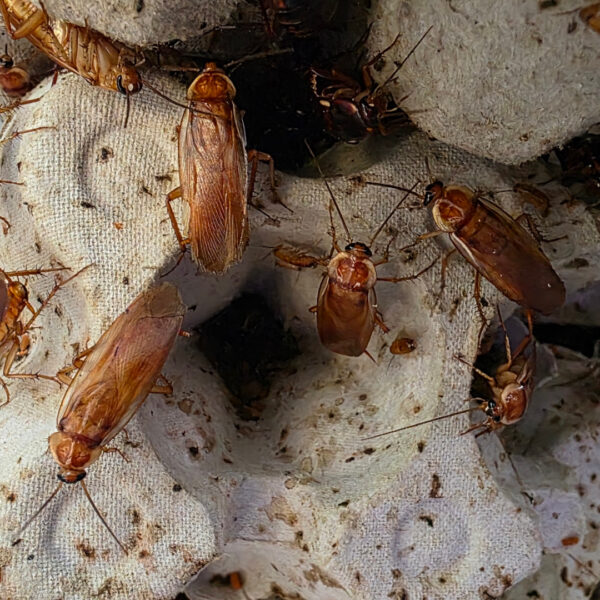 Shelfordella lateralis (Schokoschabe)
