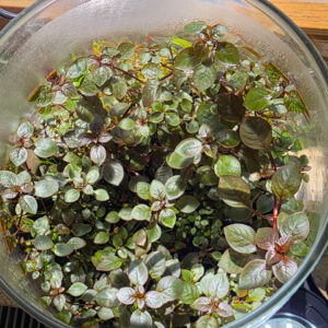 Ludwigia palustris "Super Red" (emers)