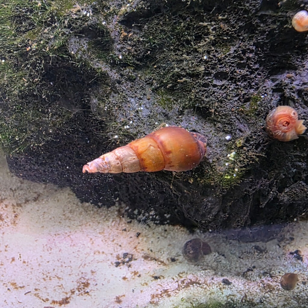 Indische Turmdeckelschnecke (Melanoides tuberculata)