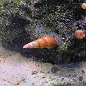 Indische Turmdeckelschnecke (Melanoides tuberculata)