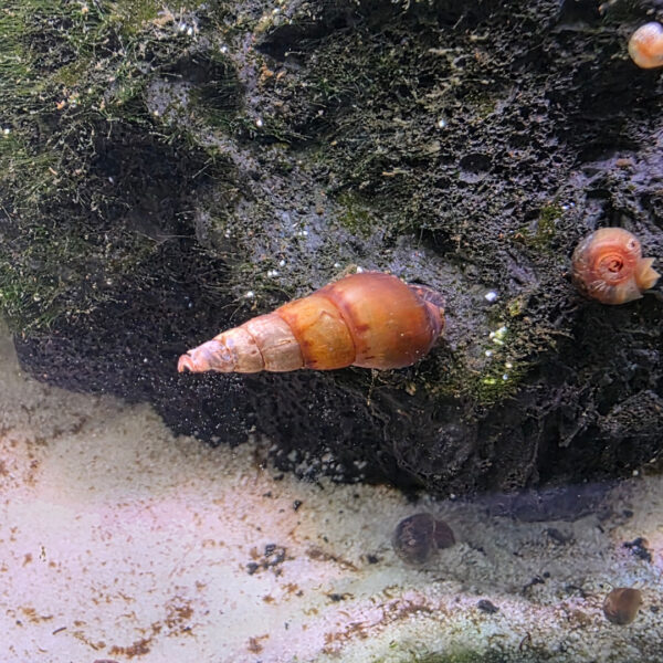 Indische Turmdeckelschnecke (Melanoides tuberculata)