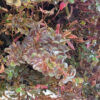 Rotala rotundifolia "Singapore Blood Red" (emers)