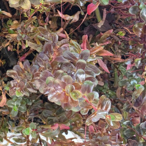 Rotala rotundifolia "Singapore Blood Red" (emers)