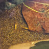 Caridina sp. "White Zebra Sulawesi"