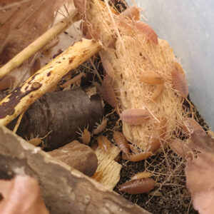 Porcellionides pruinosus "Orange" (Orange Kubaassel)