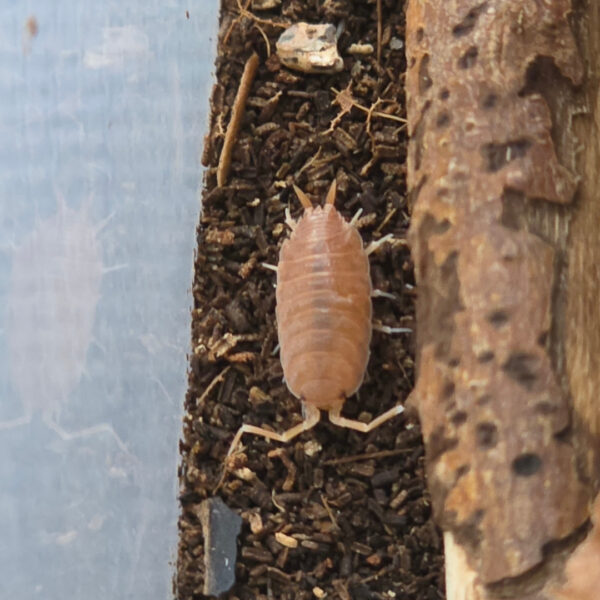 Porcellionides pruinosus "Orange" (Orange Kubaassel)