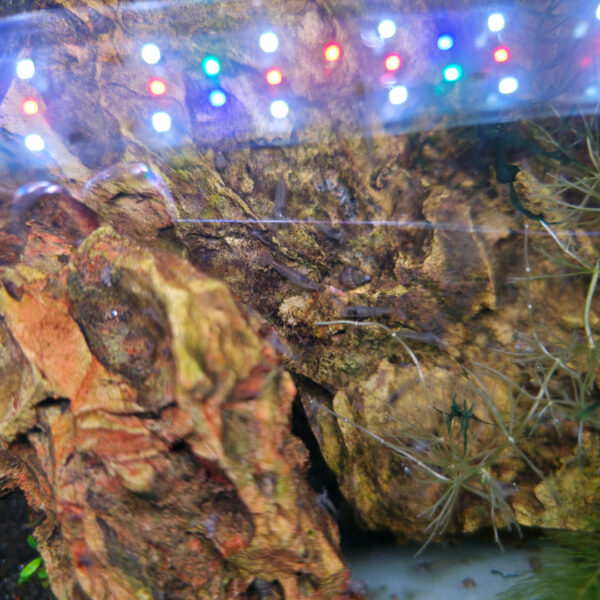 Caridina pareparensis Caridina pareparensis (Sulawesi-Inlandsgarnele)