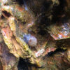 Genoppte Turmdeckelschnecke (Melanoides granifera)