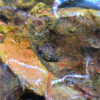Genoppte Turmdeckelschnecke (Melanoides granifera)