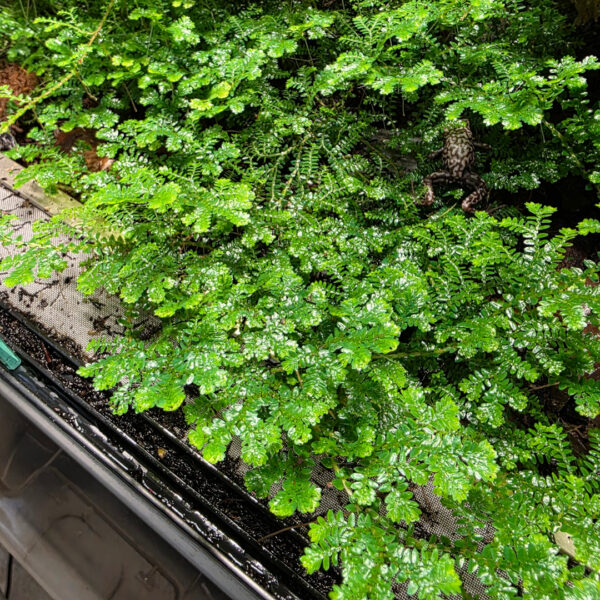 Selaginella uncinata