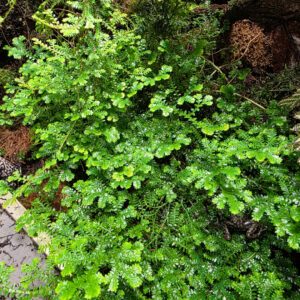 Selaginella uncinata