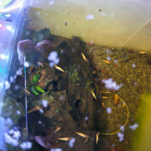 Caridina sp. "White Zebra Sulawesi"