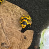 Dendrobates leucomelas (Gelbgebänderter Baumsteiger)