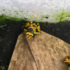 Dendrobates leucomelas (Gelbgebänderter Baumsteiger)