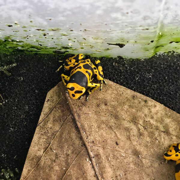 Dendrobates leucomelas (Gelbgebänderter Baumsteiger)