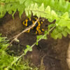 Dendrobates leucomelas (Gelbgebänderter Baumsteiger)