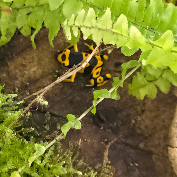 Dendrobates leucomelas (Gelbgebänderter Baumsteiger)