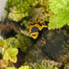 Dendrobates leucomelas (Gelbgebänderter Baumsteiger)